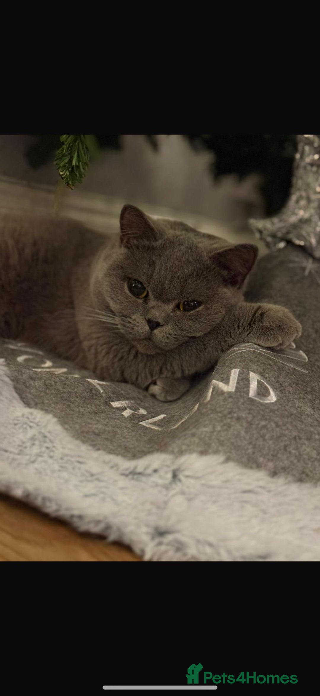British Shorthair cats for sale: GCCF Active British Blue shorthair - Image 6