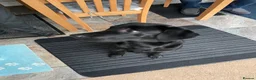 Labrador Retriever dogs for sale: 11 month old male Black Labrador for sale - Advert 12