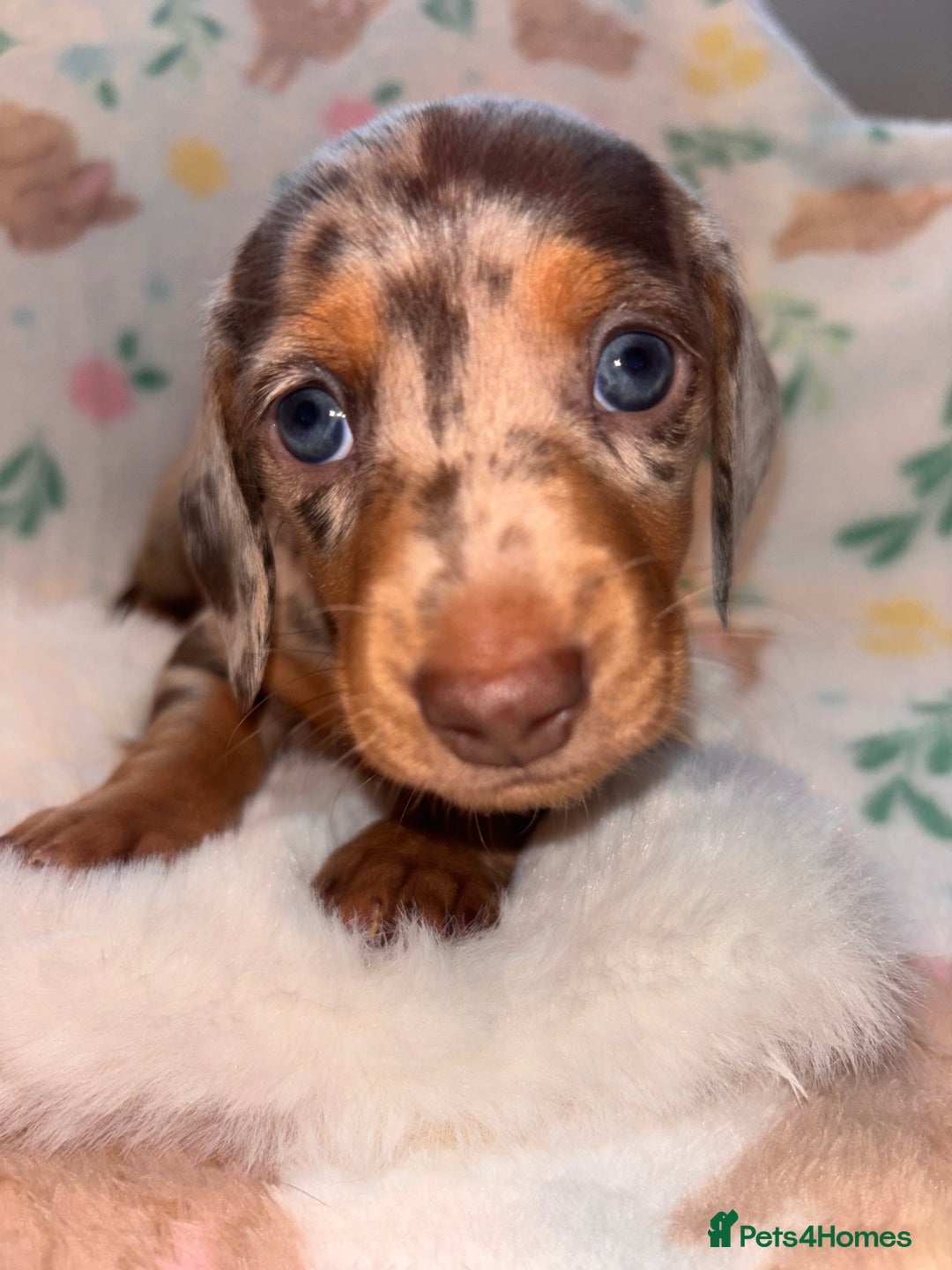 Miniature Dachshund dogs for sale: Dreamy miniature dachshunds  - Advert 5