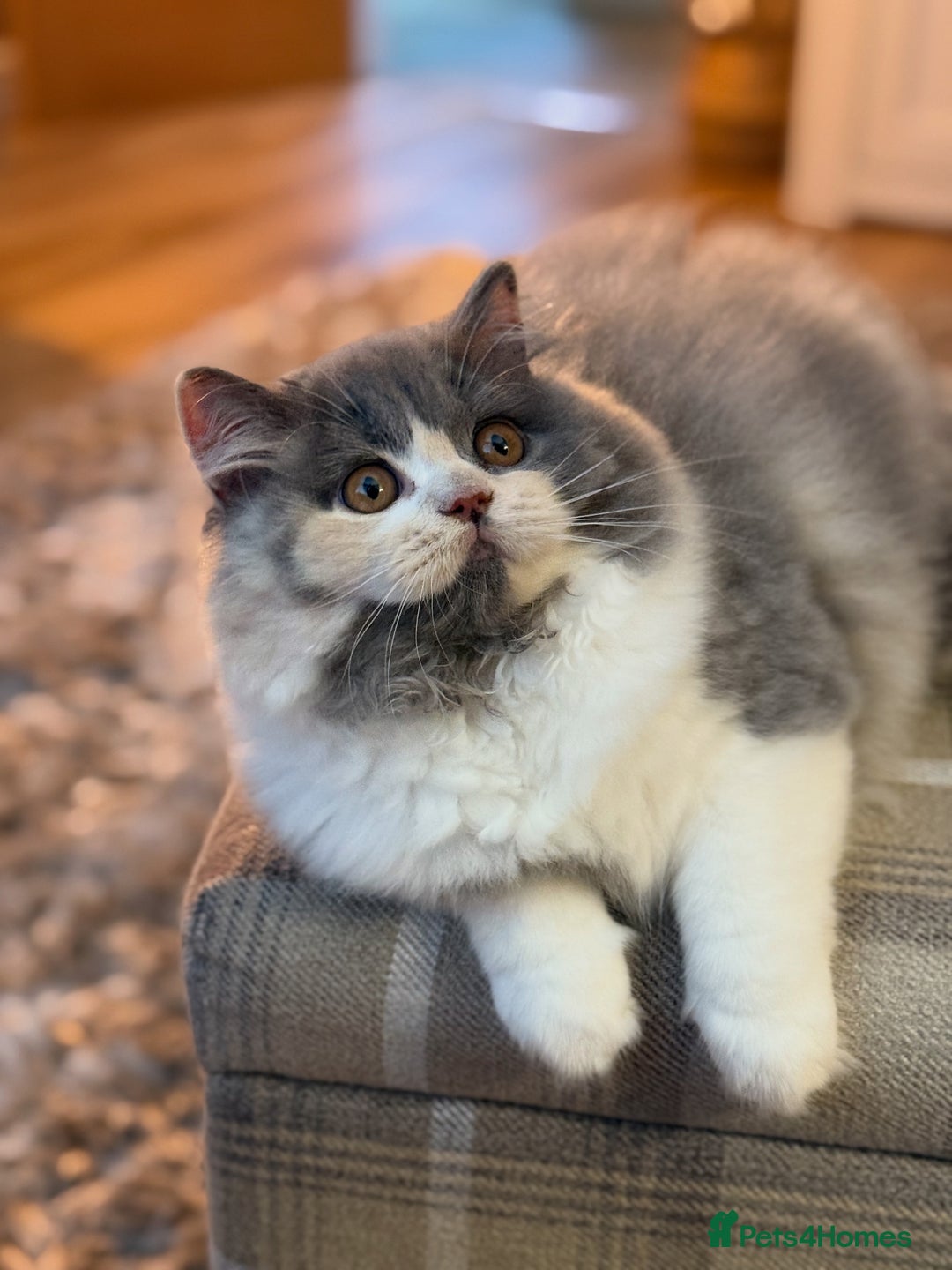British Shorthair cats for sale: 🩷COMING SOON BUSHTAIL BABIES💙 - Image 17