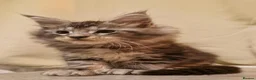 Maine Coon cats for sale: Sweet Maine coon - Advert 1