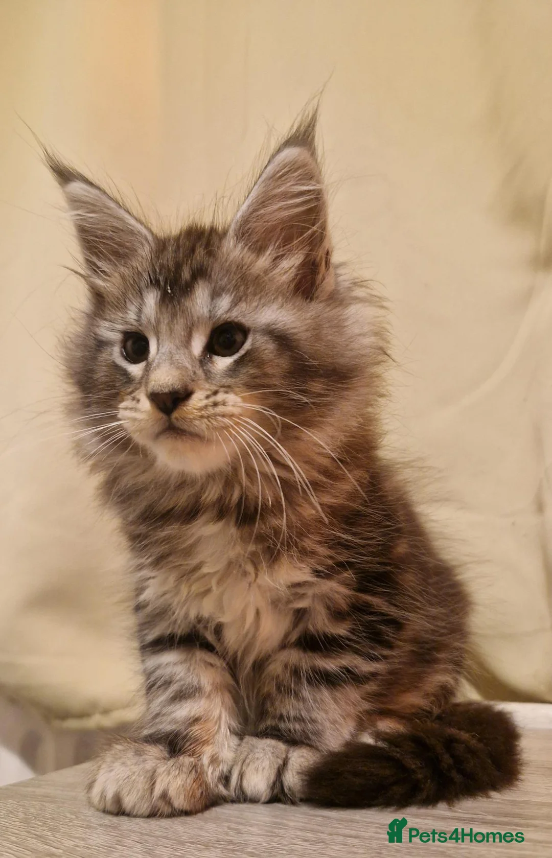 Maine Coon cats for sale: Sweet Maine coon - Advert 1