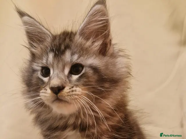Maine Coon cats for sale: Sweet Maine coon - Advert 15