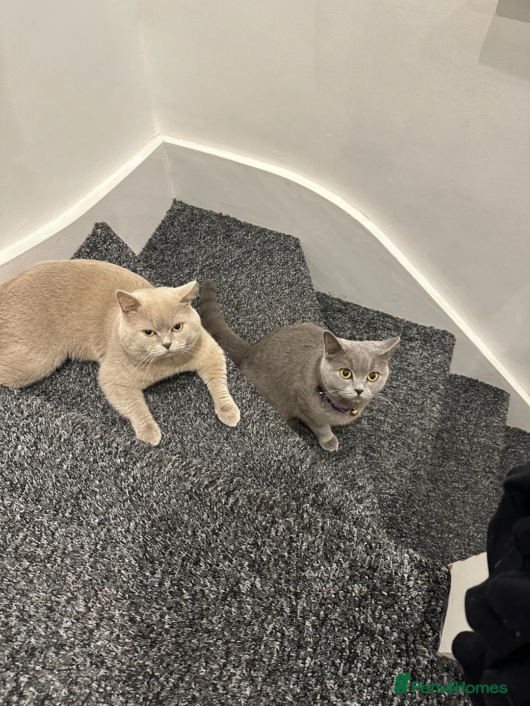 British Shorthair cats for sale: kitten british sort hair (blue) - Advert 6