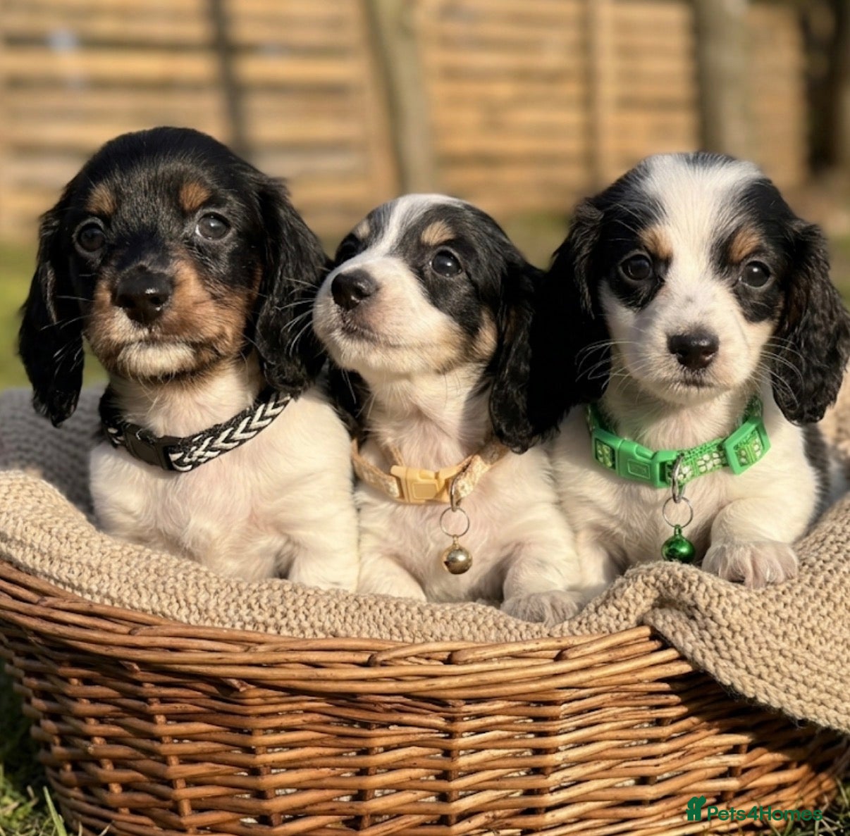 Miniature Dachshund dogs The Piebald Boys are here! 🐾 - Advert 1