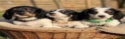 Miniature Dachshund dogs for sale: The Piebald Boys are here! 🐾 - Advert 1