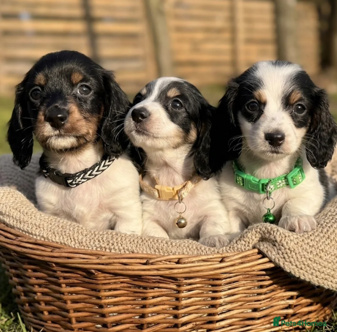 Miniature Dachshund dogs for sale: The Piebald Boys are here! 🐾 - Advert 1