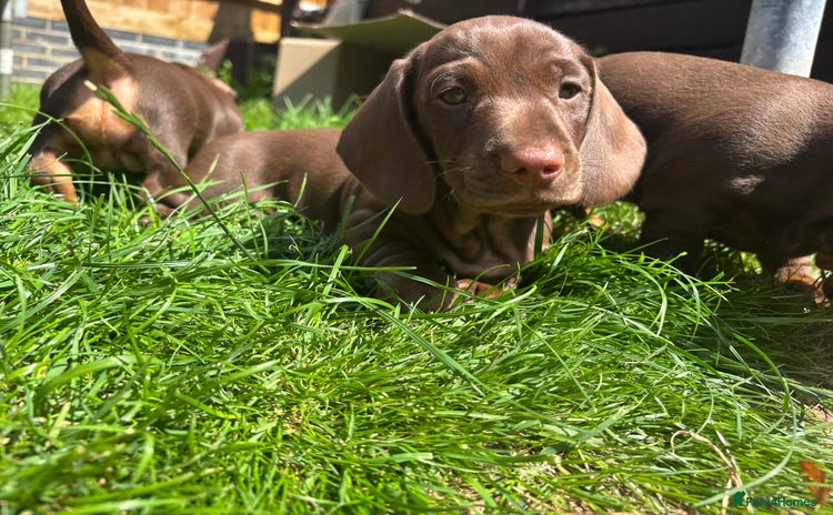 Miniature Dachshund dogs - Advert 11