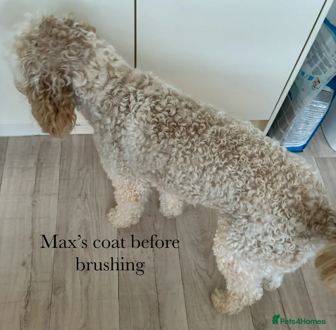 Labradoodle dogs for stud: Australian Labradoodle Stud (Health Tested) in Great Yarmouth - Advert 8