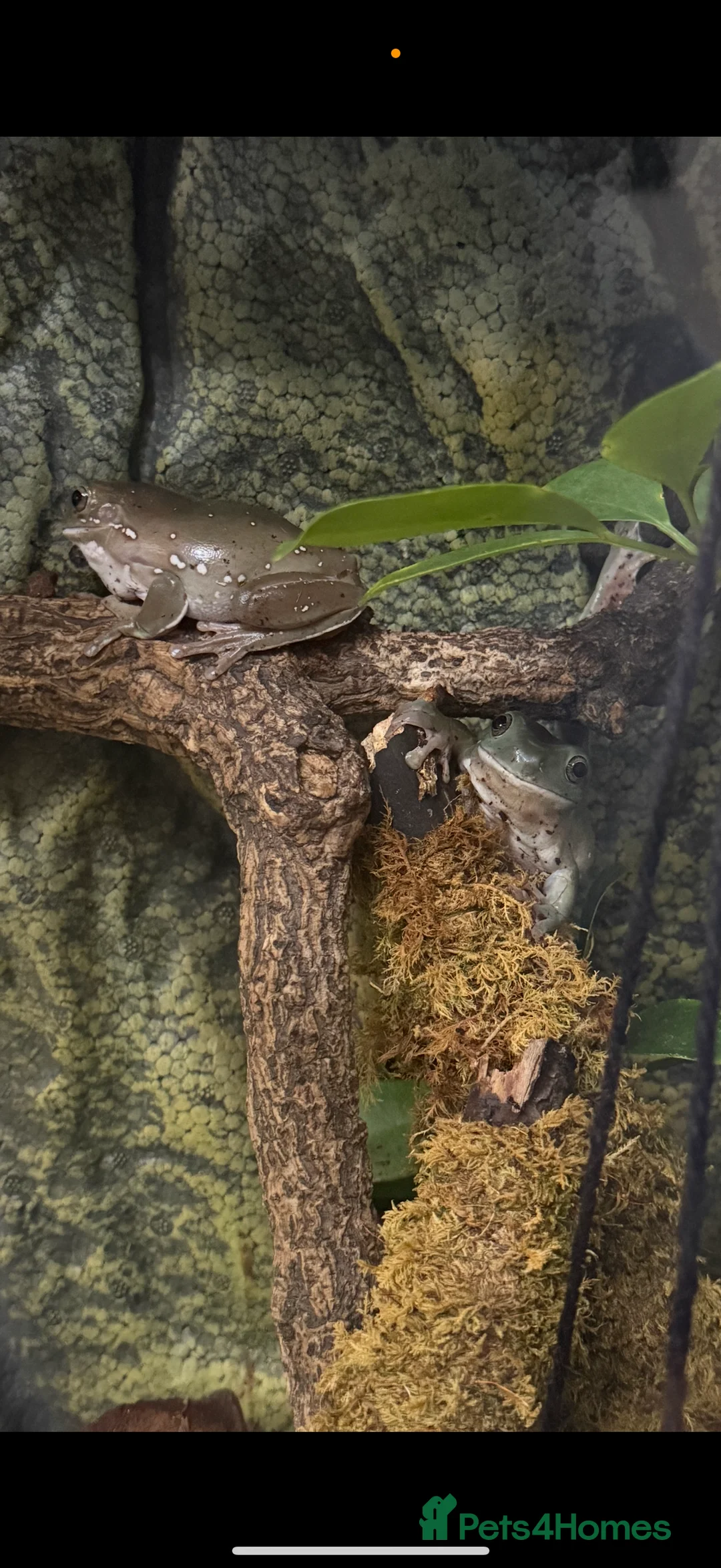 Frog reptiles for sale: 2x white tree frogs and set up in Chesterfield - Advert 1