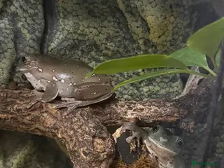 Frog reptiles 2x white tree frogs and set up in Chesterfield - Advert 2