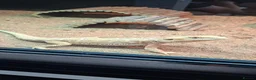 Bearded Dragon reptiles for sale: Bearded dragon in Lincoln - Advert 2