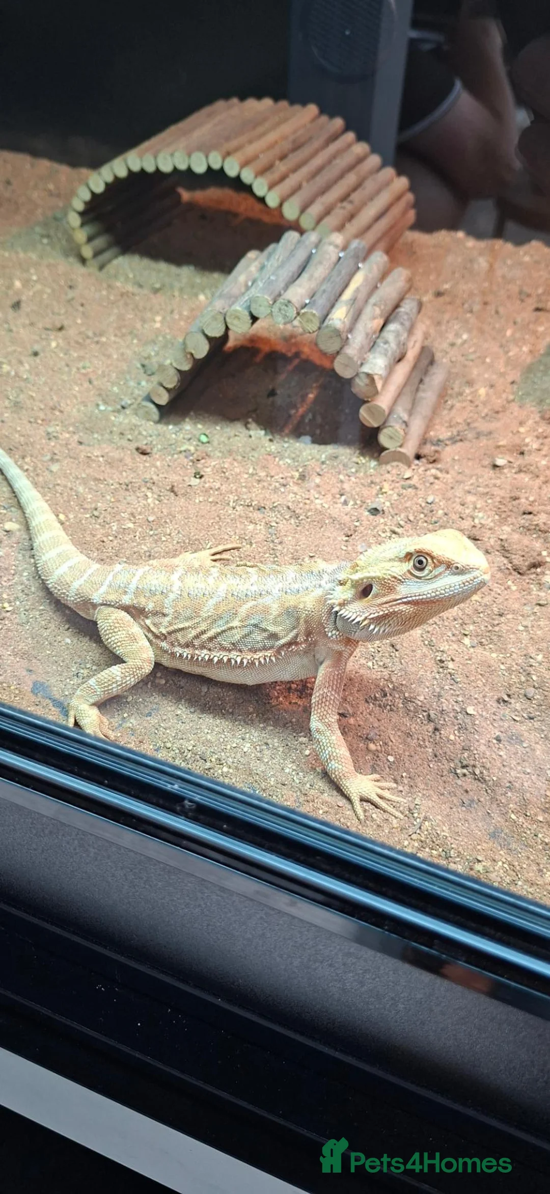 Bearded Dragon reptiles for sale: Bearded dragon in Lincoln - Advert 2
