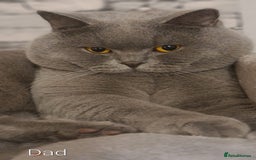 British Shorthair cats for sale: Beautiful Pedigree British Blue Kittens  🐾 - Advert 15