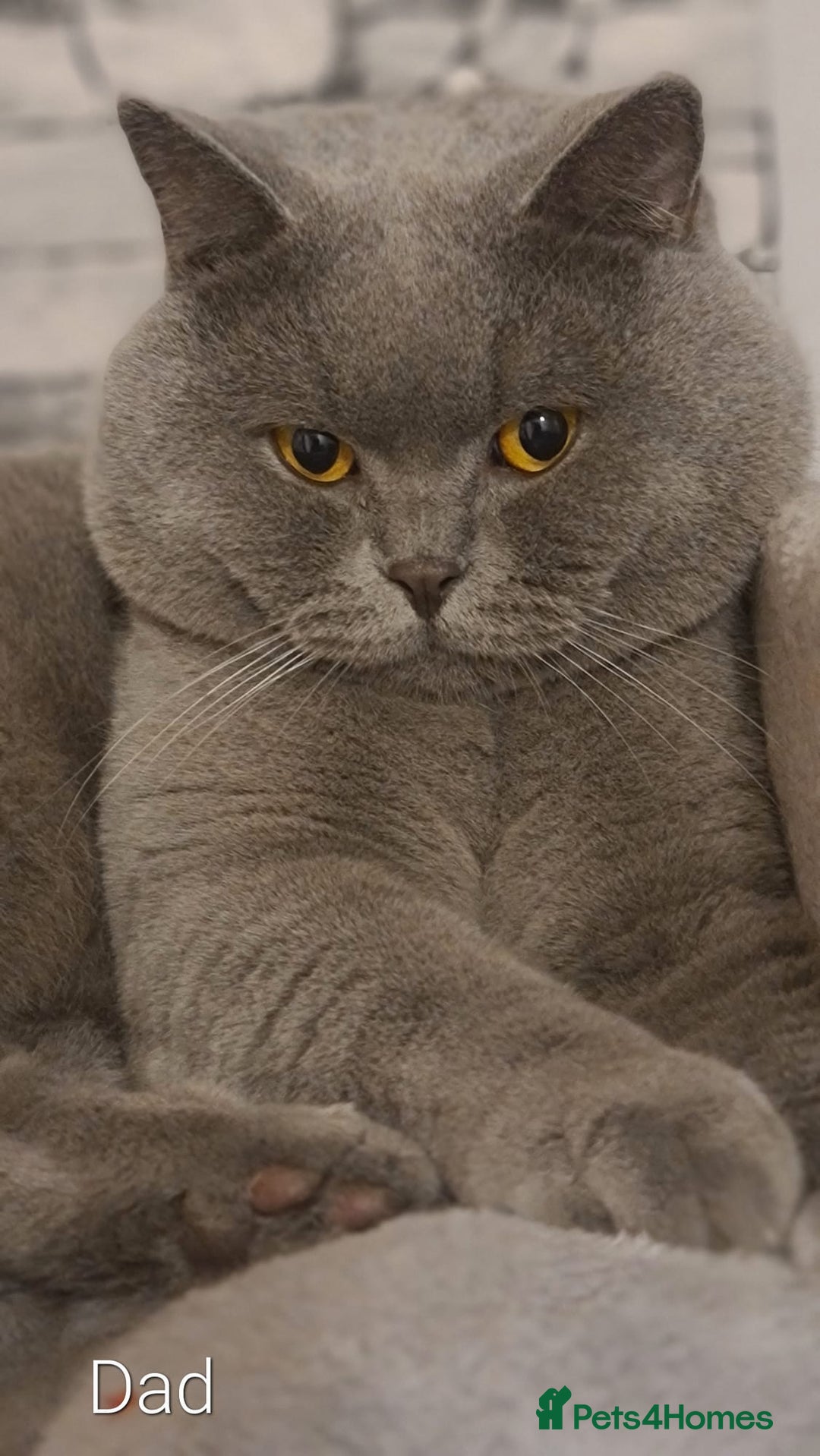 British Shorthair cats for sale: Beautiful Pedigree British Blue Kittens  🐾 - Advert 15