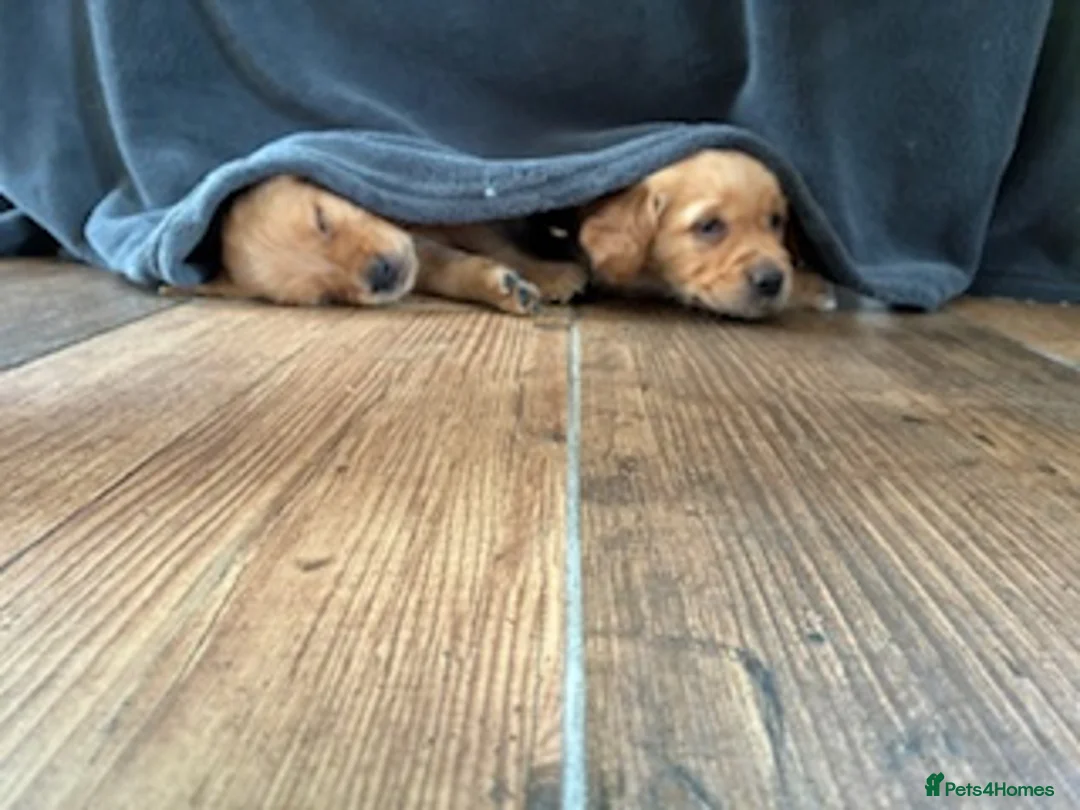 Golden Retriever dogs for sale: GOLDEN RETRIEVERS in Wisbech - Advert 1