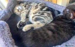Domestic Shorthair cats for sale: 6 beautiful kittens for sale. - Image 29