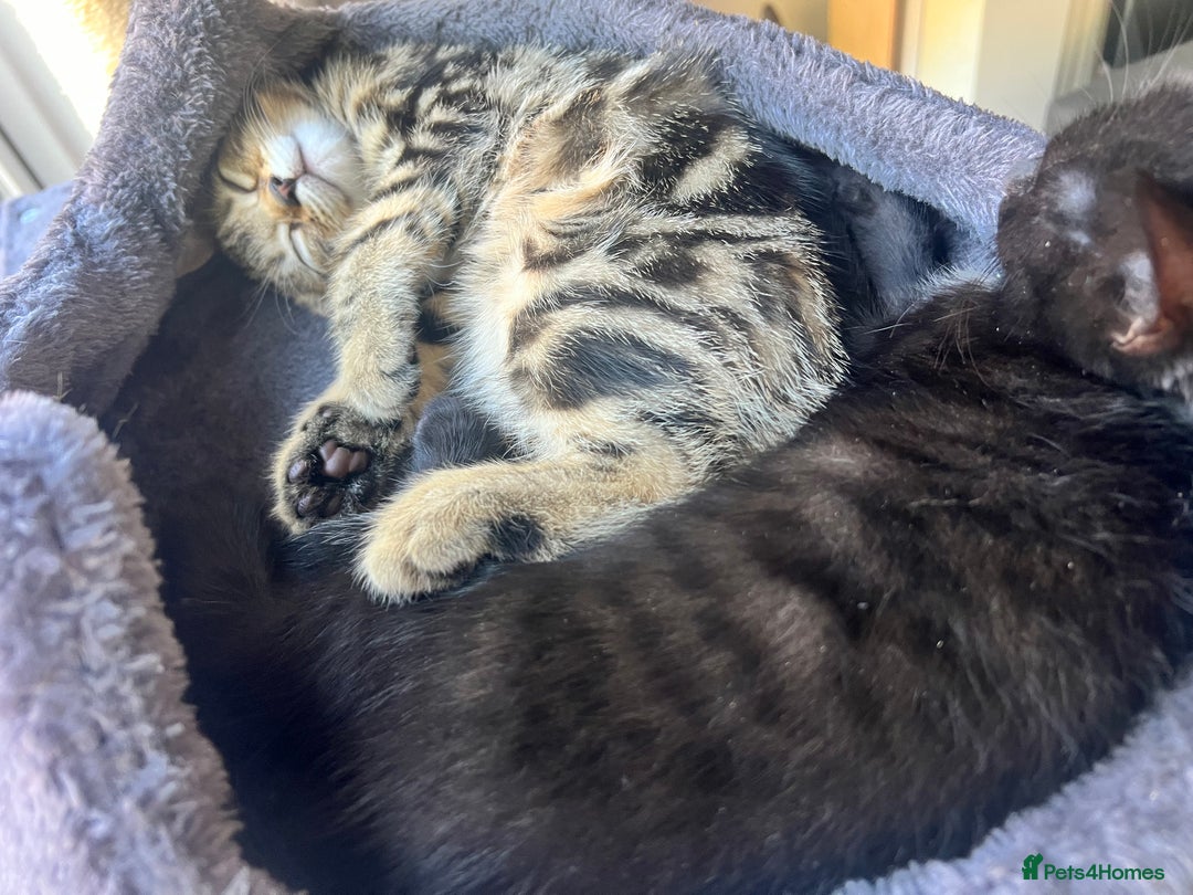 Domestic Shorthair cats for sale: 6 beautiful kittens for sale. - Image 29