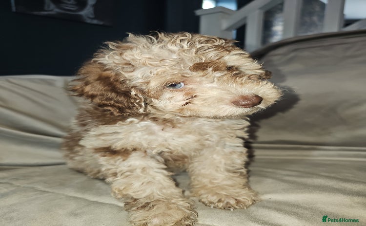 Toy Poodle dogs - Advert 6