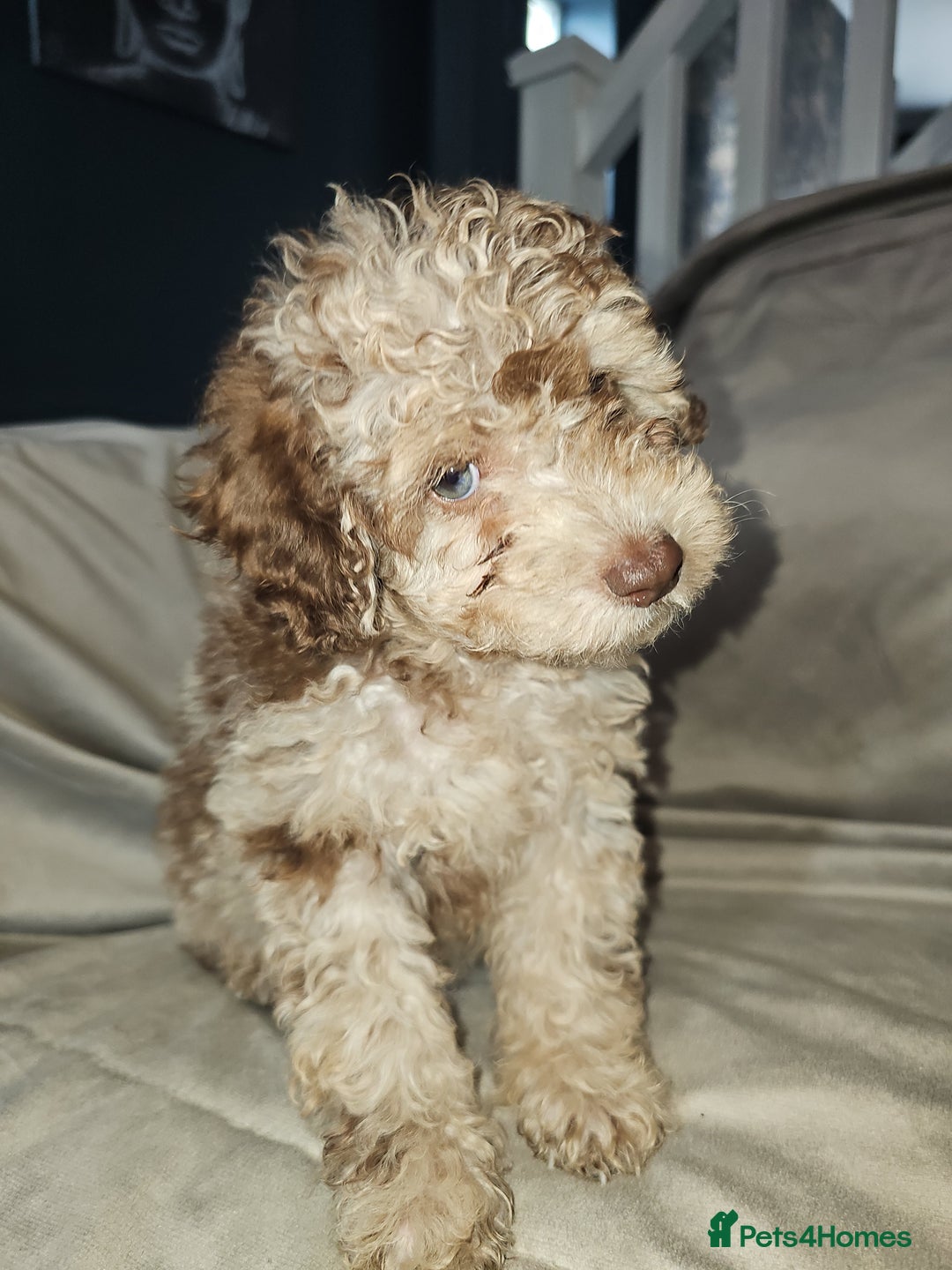 Toy Poodle dogs for sale: Toy poodle  - Image 1