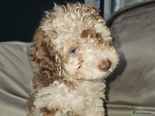 Toy Poodle dogs - Advert 8