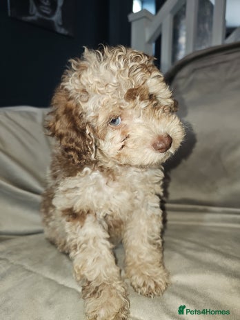 Toy Poodle dogs - Advert 5