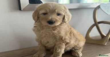 Mixed Breed dogs - Advert 1