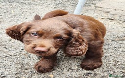 Sprocker dogs for sale: Sprocker F1  - Image 18