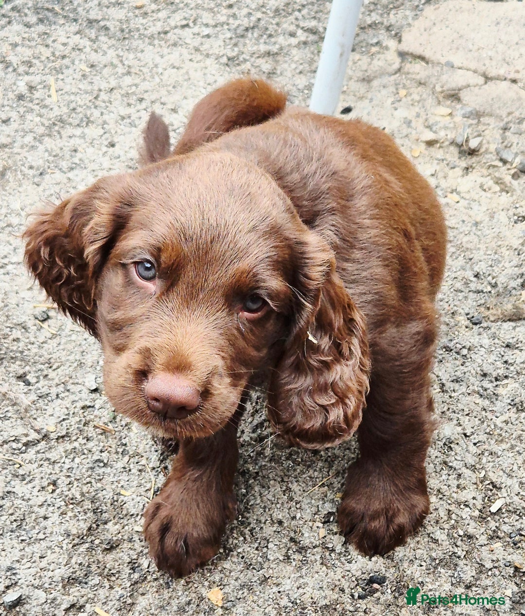 Sprocker dogs for sale: Sprocker F1  - Image 18