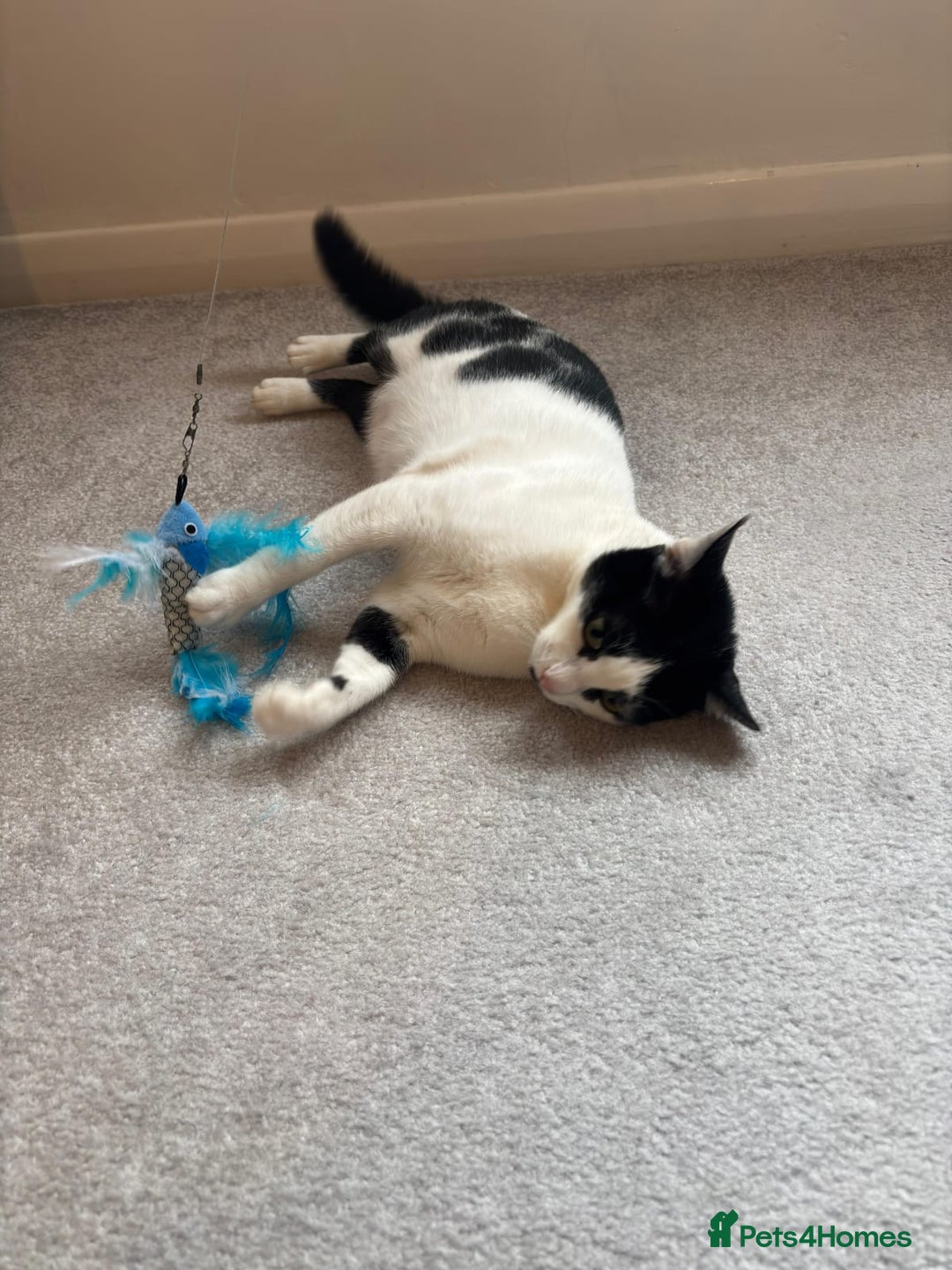 Mixed Breed cats for adoption: 👑 Queen – Indoor Chatty Little Lady - Advert 4