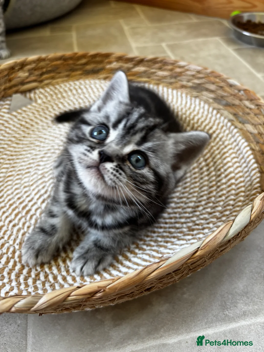 British Shorthair cats for sale: ❤️💙 Gorgeous Pedigree Silver Tabby BSH 💙❤️ - Advert 20