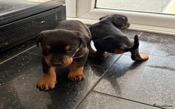 Dobermann dogs for sale: Doberman puppies for sale boys & girls  - Image 15