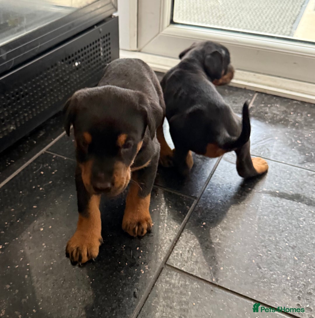 Dobermann dogs for sale: Doberman puppies for sale boys & girls  - Image 15
