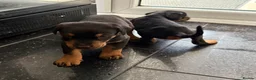 Dobermann dogs for sale: Doberman puppies for sale boys & girls  - Advert 15