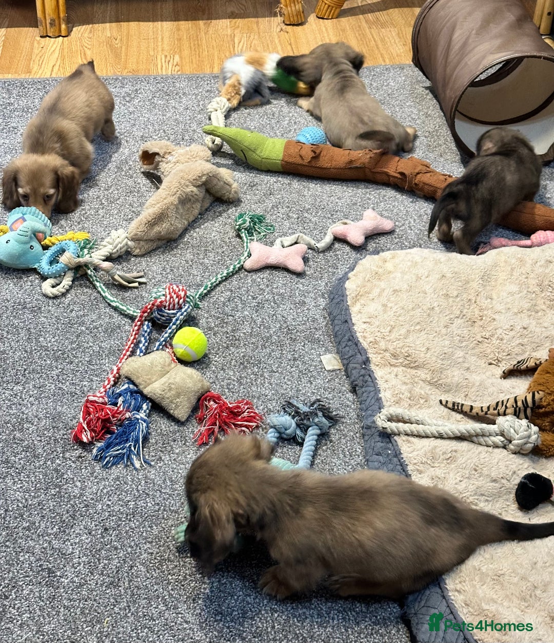 Miniature Dachshund dogs for sale: Gorgeous shaded cream pups - Image 19