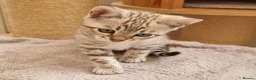 Bengal cats for sale: TICA Purebred rosetted Bengal Kittens - Advert 15