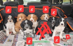 Cocker Spaniel dogs for sale: Cocker Spaniel puppies - Image 6