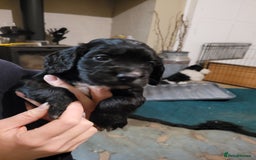 Cocker Spaniel dogs for sale: Working gundog cocker spaniel pups - Image 4