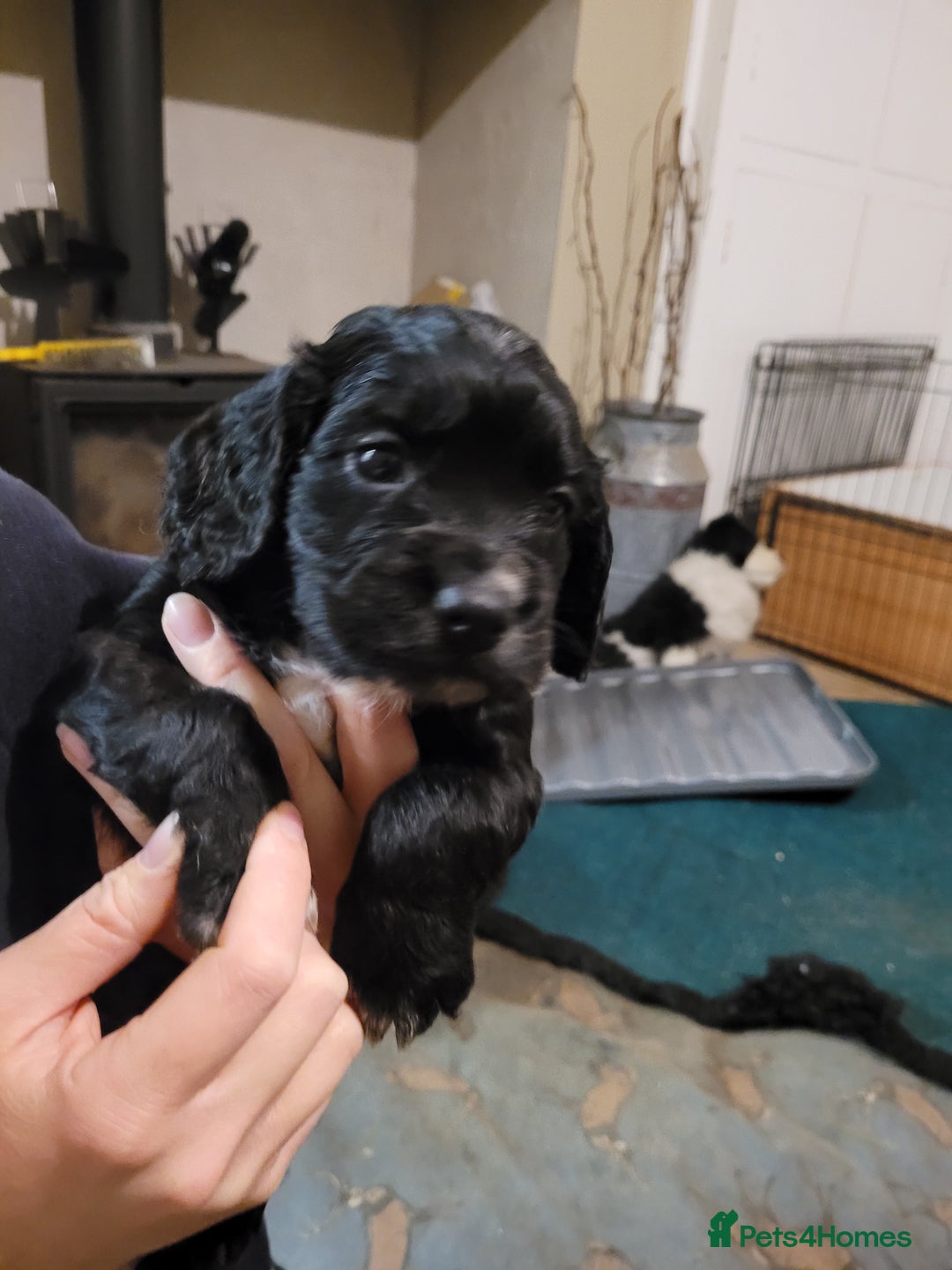 Cocker Spaniel dogs for sale: Working gundog cocker spaniel pups - Image 4