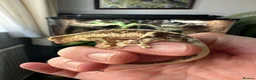 Gecko reptiles for sale: Lily white crested gecko  - Advert 3