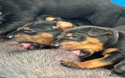 Mixed Breed dogs for sale: Pure breed Chinese red dog puppies/Laizhou Hong - Image 11