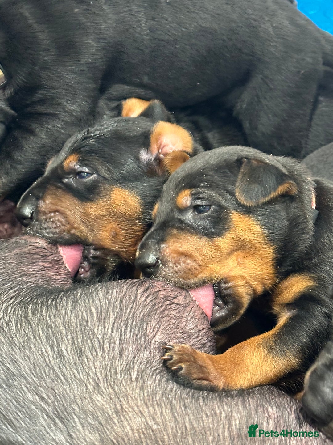 Mixed Breed dogs for sale: Pure breed Chinese red dog puppies/Laizhou Hong - Image 11