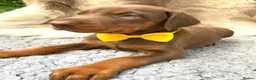 Dobermann dogs for sale: KC REG HEALTH TESTED EUROPEAN DOBERMAN PUPPIES - Advert 29