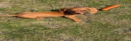 Miniature Dachshund dogs for sale: Forever Home wanted in Tamworth - Advert 8