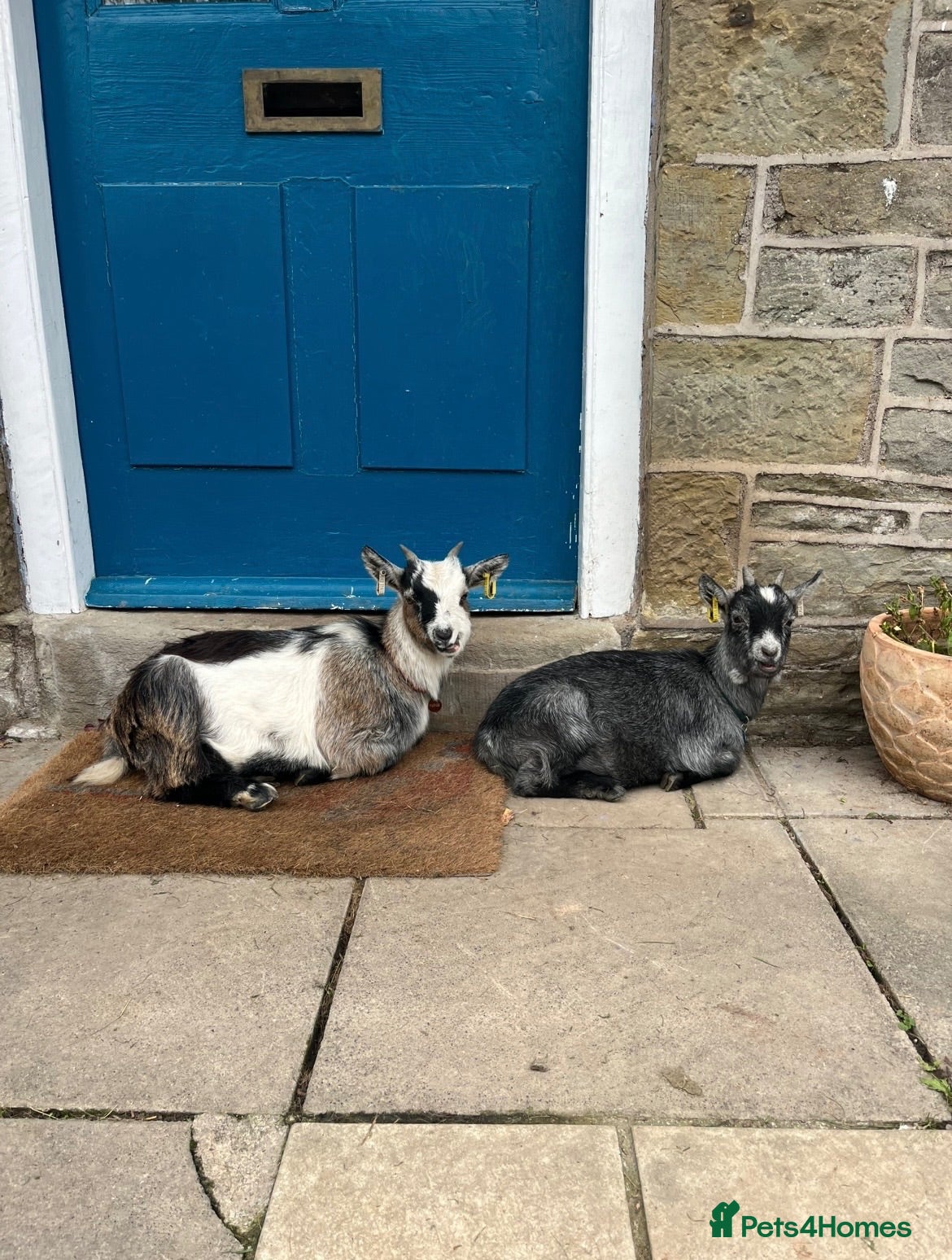 Goats livestock Pygmy Goats - Advert 18