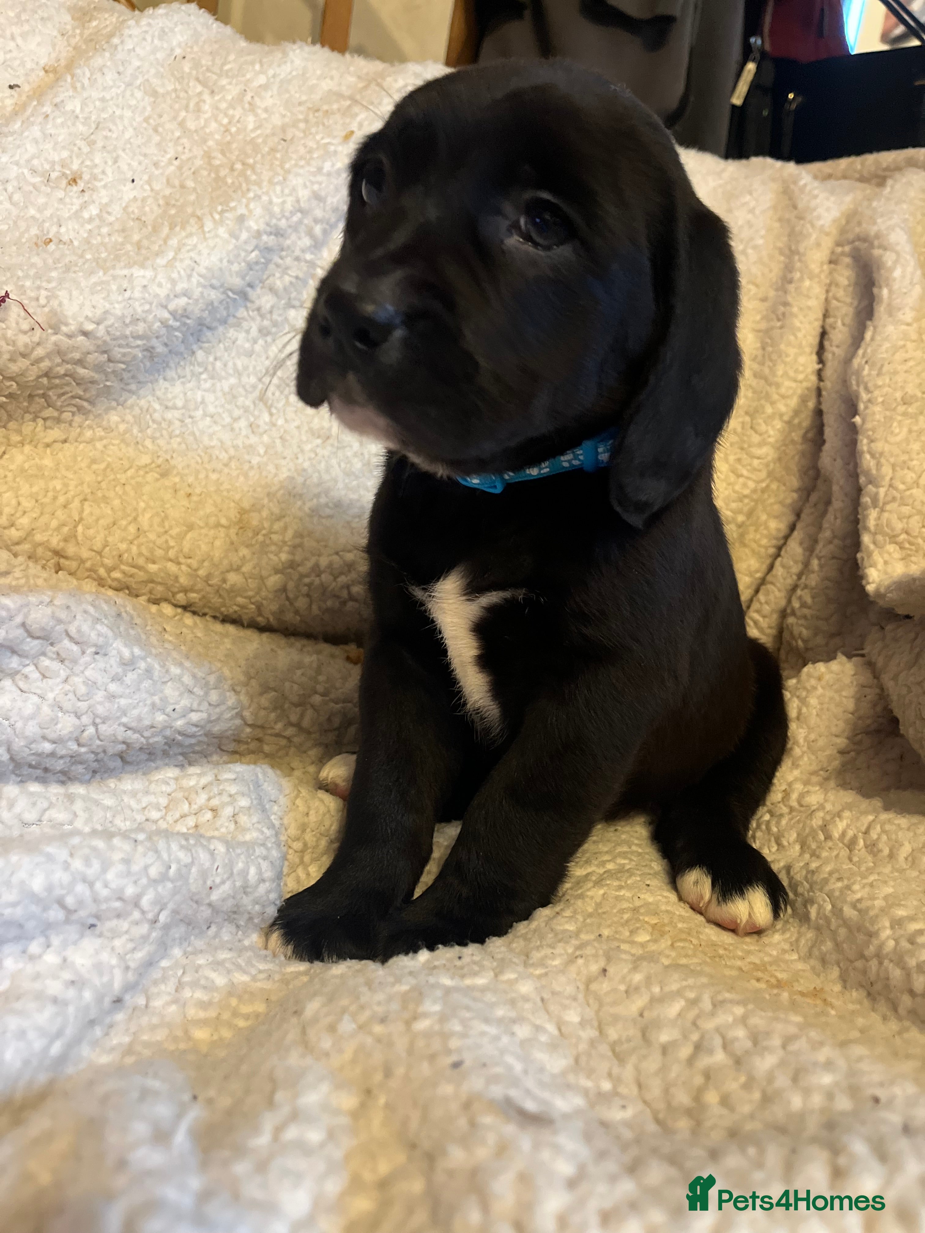 Beagle dogs Beagle x lab ready now  - Advert 2