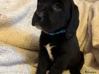 Beagle dogs Beagle x lab ready now - Advert 2