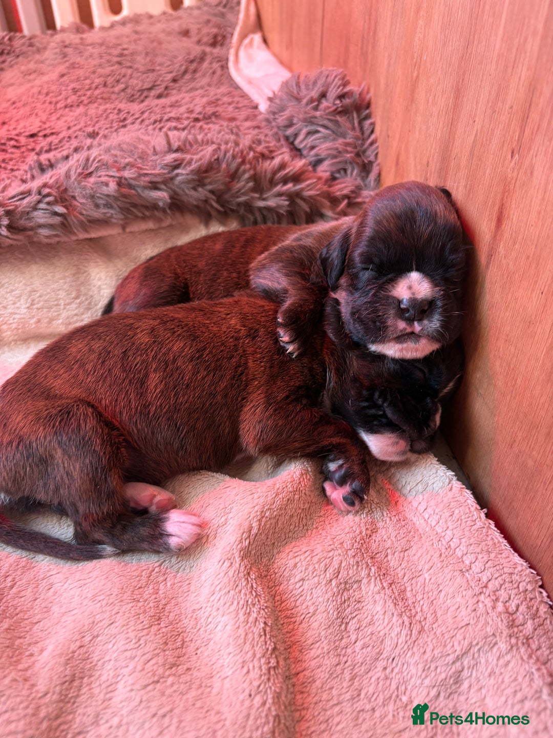 Boxer dogs for sale: KC registered boxer puppies  - Advert 21