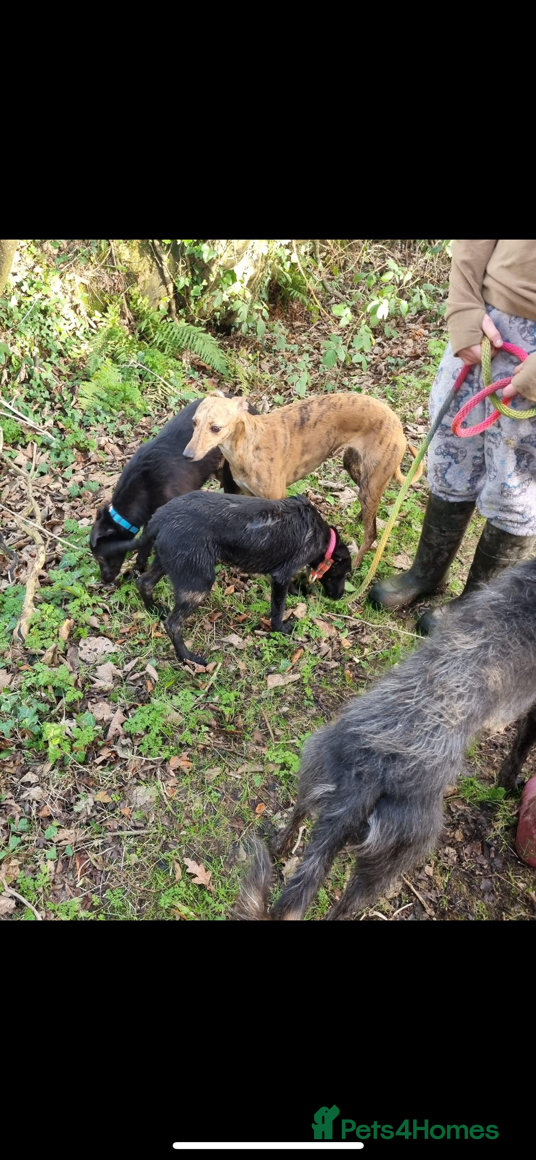 Lurcher dogs for stud: Whippet grey x beddy whippet grey - Image 6