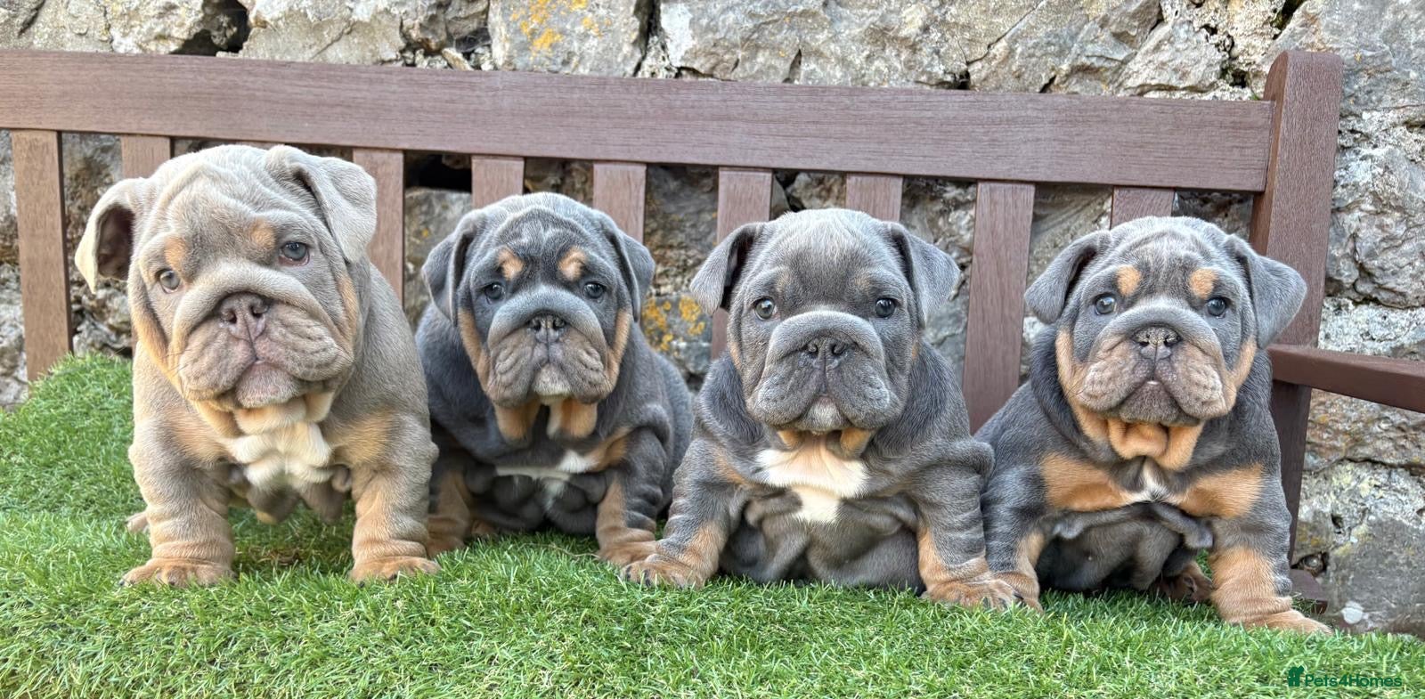 English Bulldog dogs KC registered English bulldog puppies - Advert 6